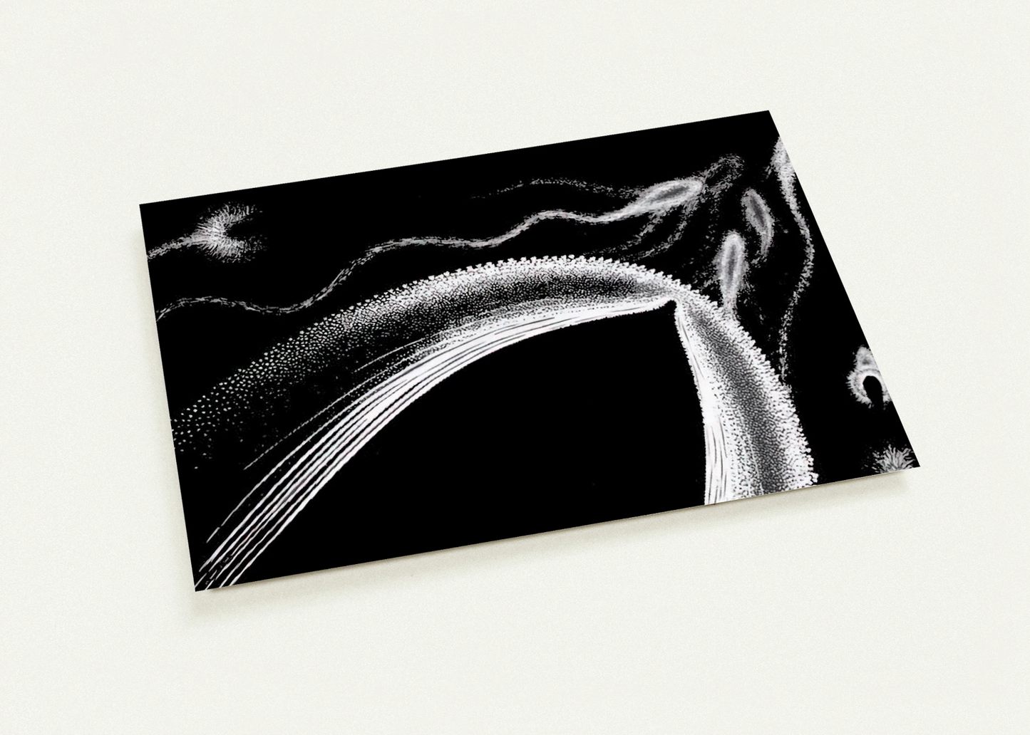 DOLPHINS By MC Escher Pack of 10 Post Cards | MC Escher Post Cards | A6 (10.5 x 14.8 cm) - 4.1 x 5.8 inches