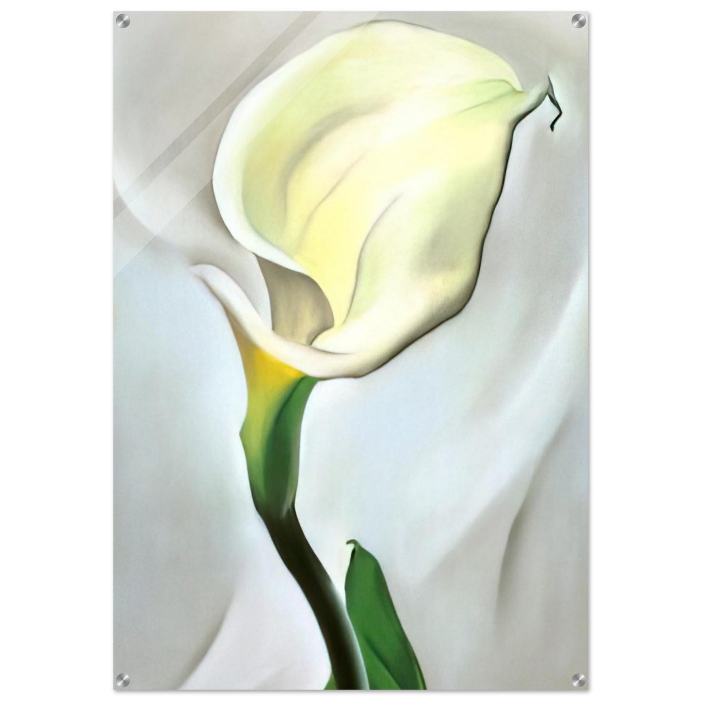 Calla Lily Turned Away - Georgia O'Keeffe Acrylic Print - 70x100 cm / 28x40″ inches