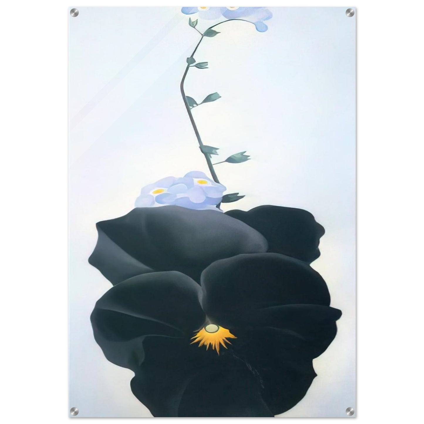 Pansy - Georgia O'Keeffe Acrylic Print - 70x100 cm / 28x40″ inches | Georgia O'Keeffe Wall Art | Georgia O'Keeffe Prints