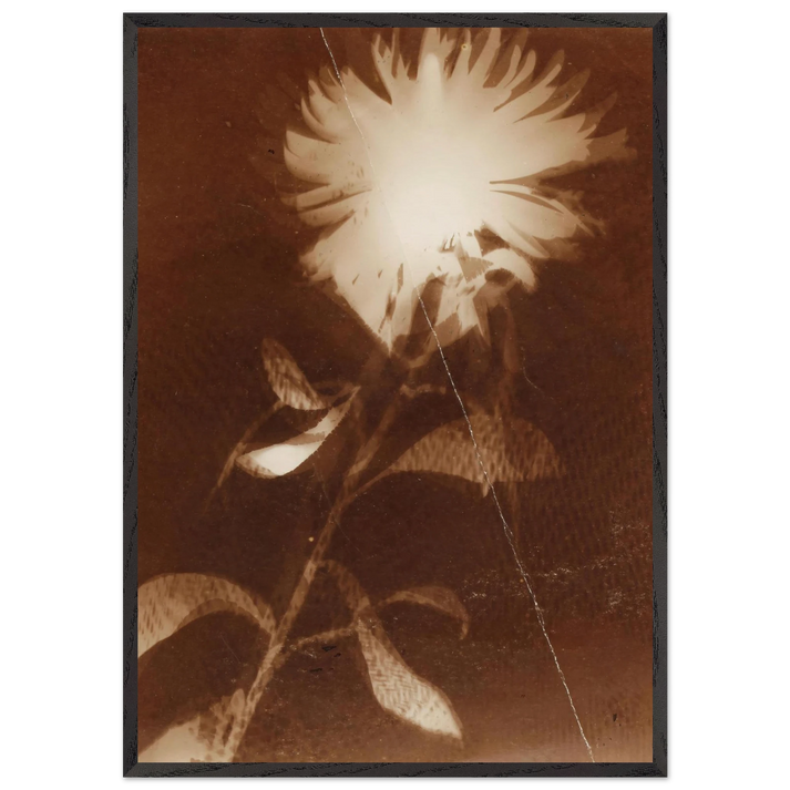 Untitled flower - Laszlo Moholy-Nagy 70x100 cm / 28x40 inches Framed Art Print – Black Wooden Frame