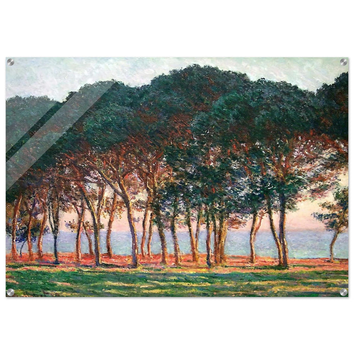 Under the Pine Trees at the End of the Day - claude monet Acrylic Print - 70x100 cm / 28x40″ inches
