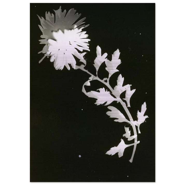 Flower - Laszlo Moholy-Nagy Brushed Aluminum Print - 70x100 cm / 28x40 inches | Laszlo Moholy-Nagy Aluminum Print | Laszlo Moholy-Nagy Prints