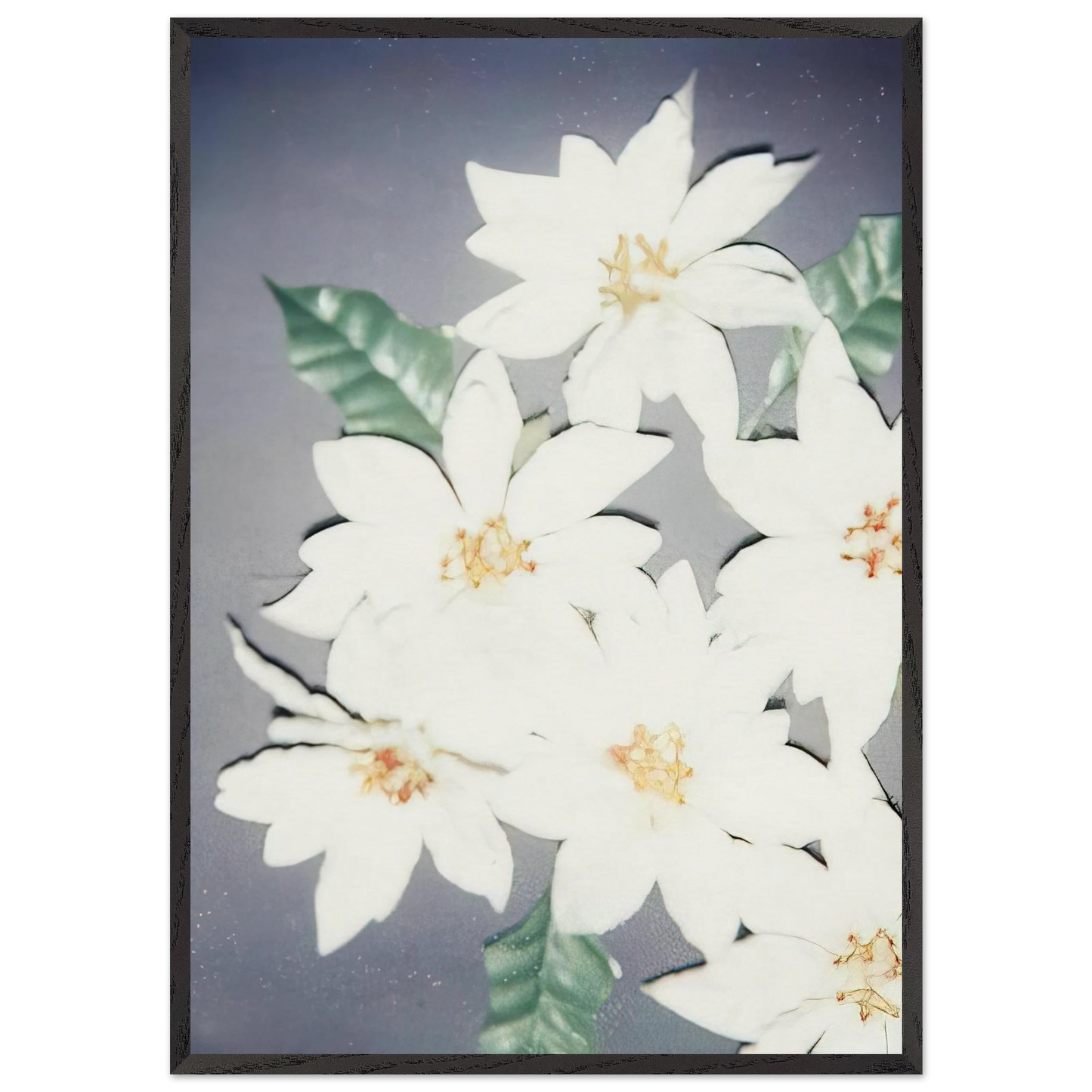 Christmas Poinsettias-White - Andy Warhol 70x100 cm / 28x40 inches Framed Art Print – Black Wooden Frame