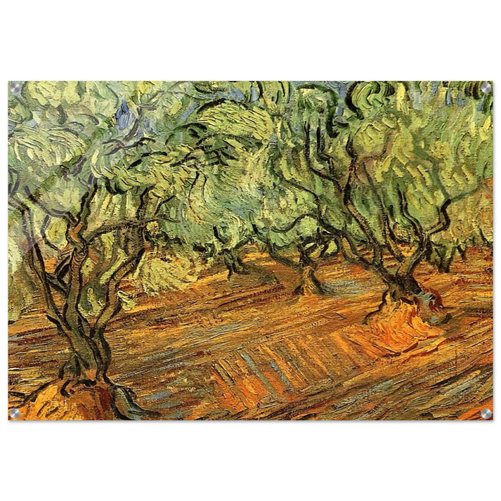 Olive Grove - Bright Blue Sky - Vincent van Gogh Acrylic Print - 70x100 cm / 28x40″ inches