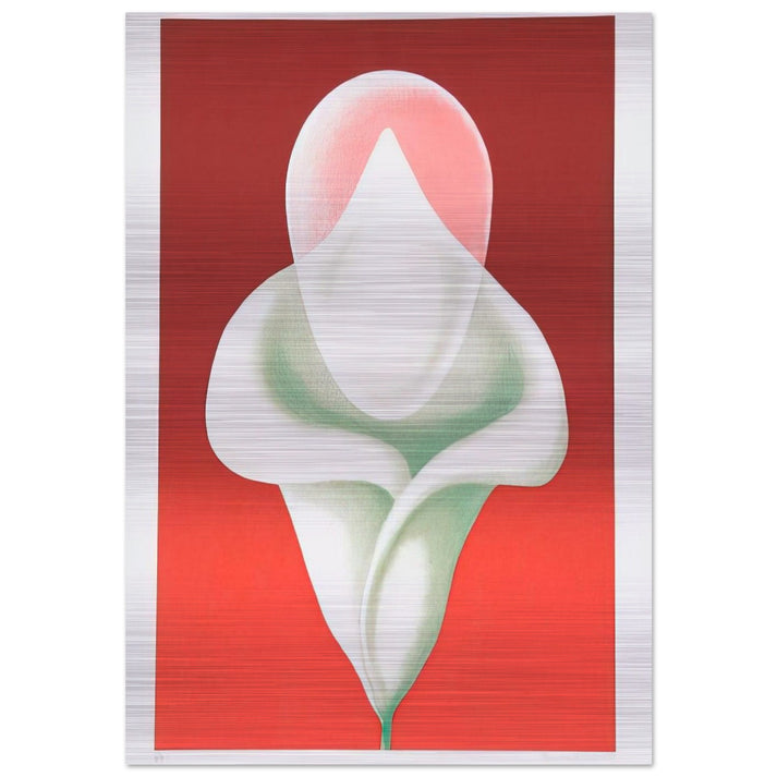 Abstract Tulip - 1979 - Clarence Holbrook Carter Brushed Aluminum Print - 70x100 cm / 28x40 inches | Clarence Holbrook Carter Aluminum Print | Clarence Holbrook Carter Prints