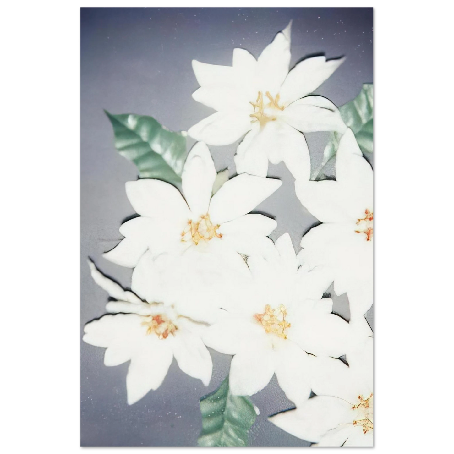 Andy Warhol - Christmas Poinsettias-White Fine Art Poster - 40x60 cm / 16x24 inches