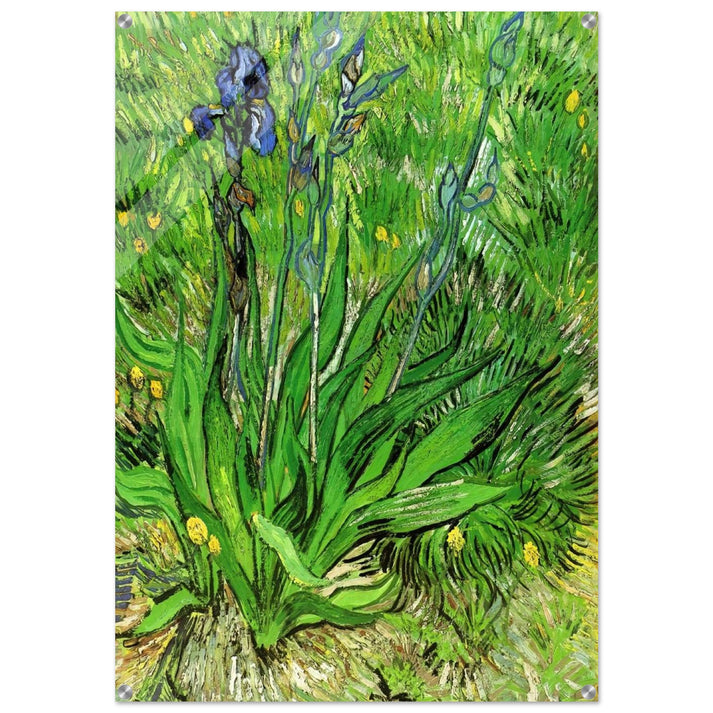 The Iris - Vincent van Gogh Acrylic Print - 70x100 cm / 28x40″ inches