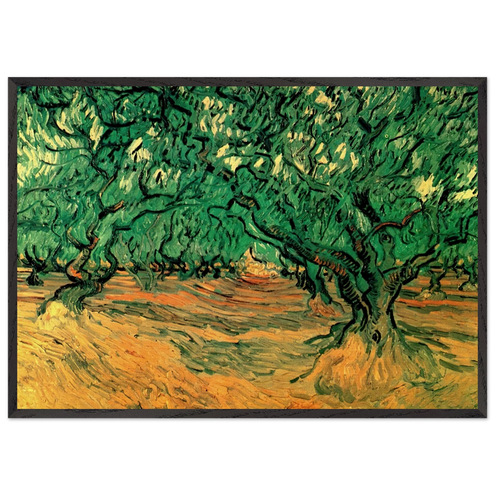 Olive Trees - Vincent van Gogh 70x100 cm / 28x40 inches Framed Art Print – Black Wooden Frame