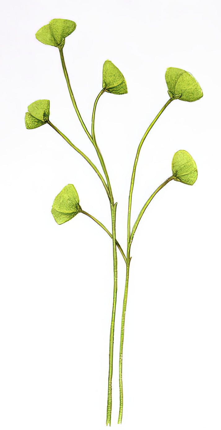 Cooksonia Sp. Prehistoric Plant Art Print | RedKalion