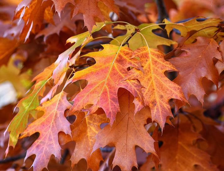 Fall Oak Leaves Art Print | Premium Fine Art Print | RedKalion