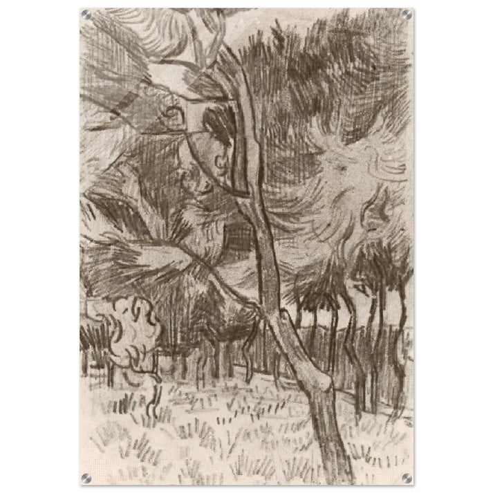 Pine Trees in the Garden of the Asylum - Vincent van Gogh Acrylic Print - 70x100 cm / 28x40″ inches