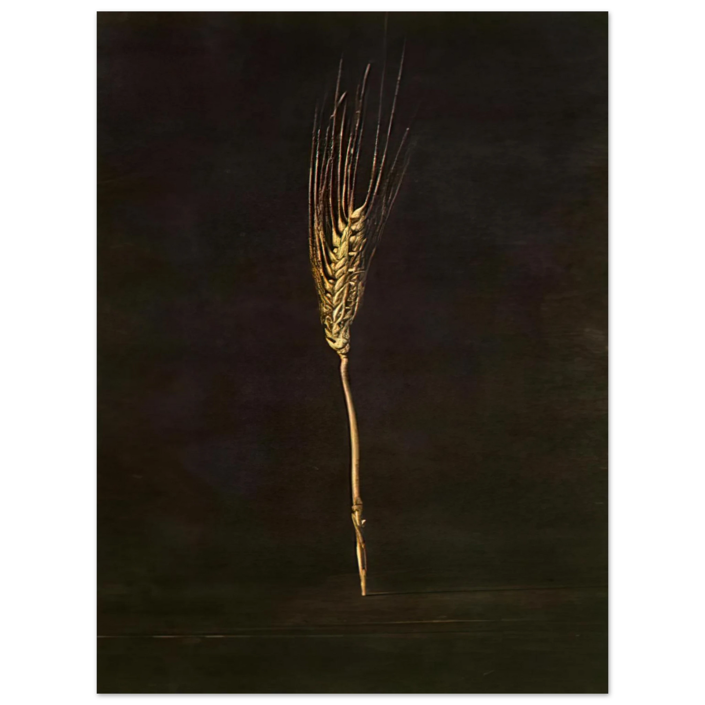 Salvador Dali - WHEAT EAR Fine Art Poster - Default Title