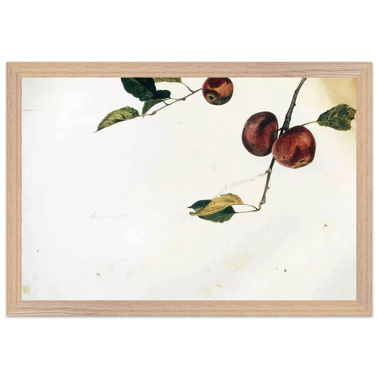 Andrew Wyeth - APPLES ON A BOUGH STUDY BEFORE PICKING Wall Art - 60x80 cm / 24x32 inches - Fine Art Poster - -