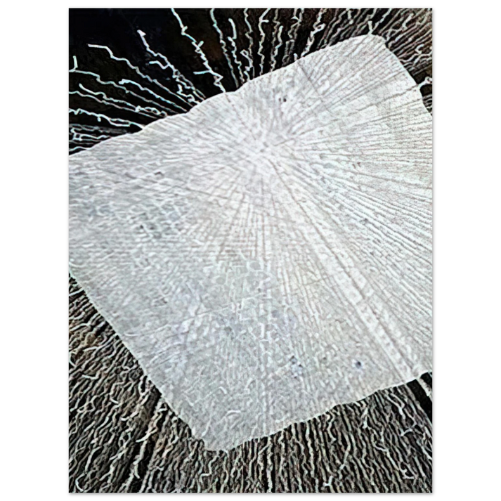 Lenore Tawney - CLOUD SERIES V 1978 75x100 cm / 30x40inches Fine Art Poster