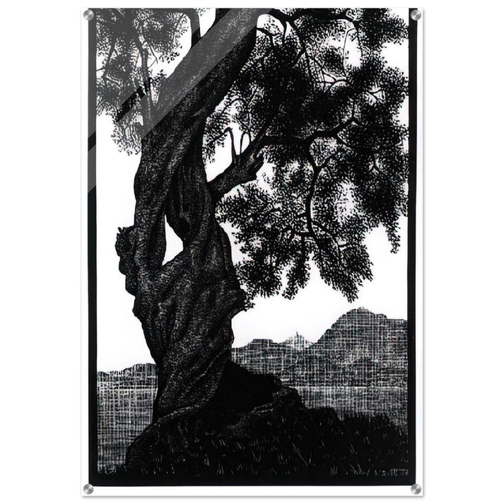 OLD OLIVE TREE CORSICA - MC Escher Acrylic Print - 70x100 cm / 28x40″ inches | Maurits Cornelis Escher Prints