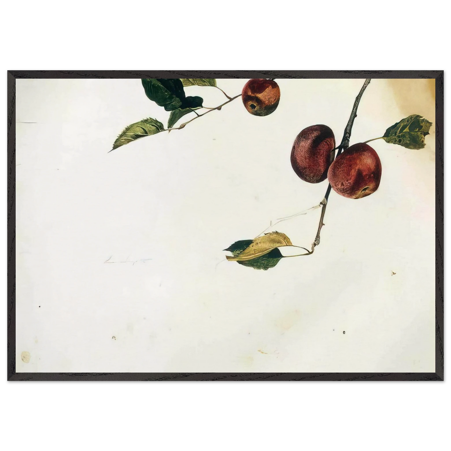 APPLES ON A BOUGH STUDY BEFORE PICKING - Andrew Wyeth 70x100 cm / 28x40 inches Framed Art Print – Black Wooden Frame