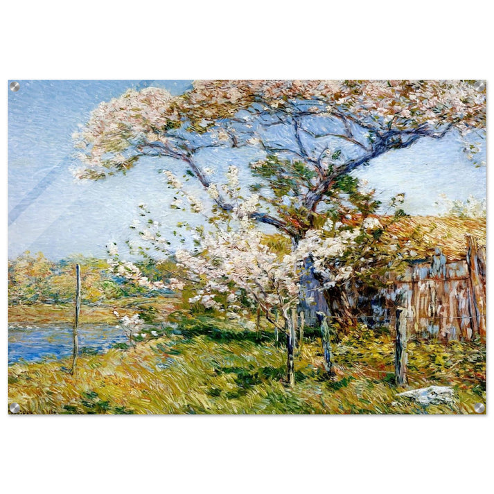Apple Trees in Bloom, Old Lyme - Childe Hassam Acrylic Print - 70x100 cm / 28x40″ inches