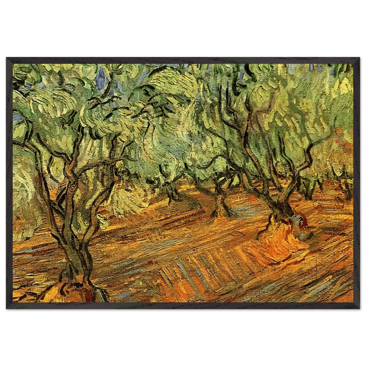 Olive Grove - Bright Blue Sky - Vincent van Gogh 70x100 cm / 28x40 inches Framed Art Print – Black Wooden Frame