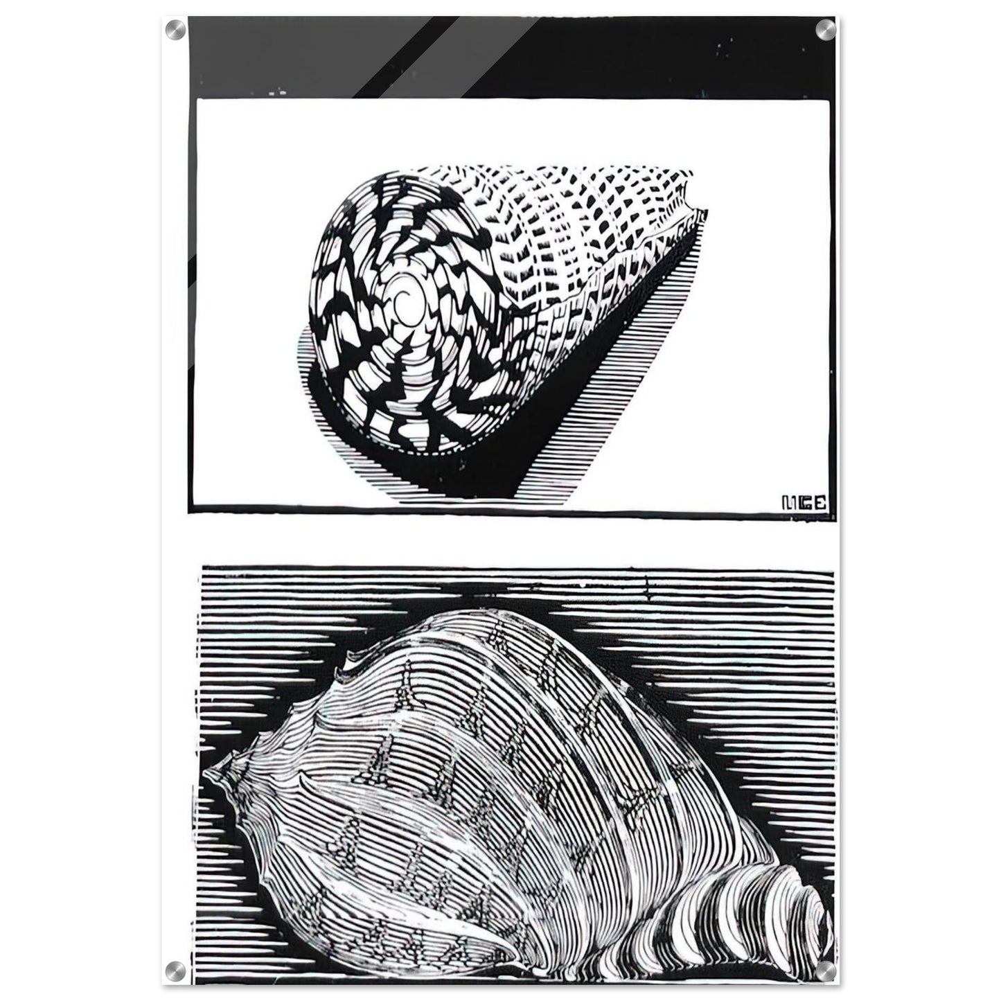 SEA SHELLS - MC Escher Acrylic Print - 70x100 cm / 28x40″ inches | Maurits Cornelis Escher Prints