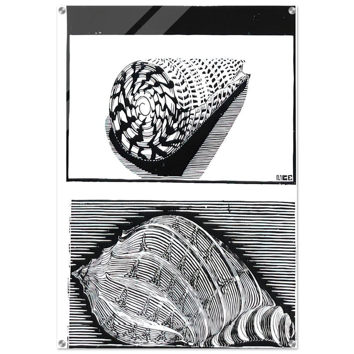 SEA SHELLS - MC Escher Acrylic Print - 70x100 cm / 28x40″ inches | Maurits Cornelis Escher Prints