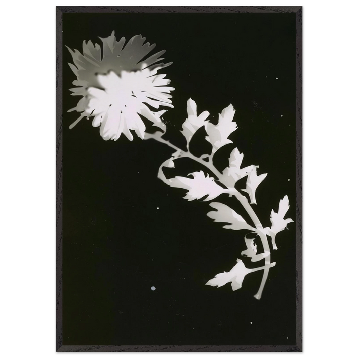 FLOWER N2 - Laszlo Moholy-Nagy 70x100 cm / 28x40 inches Framed Art Print – Black Wooden Frame