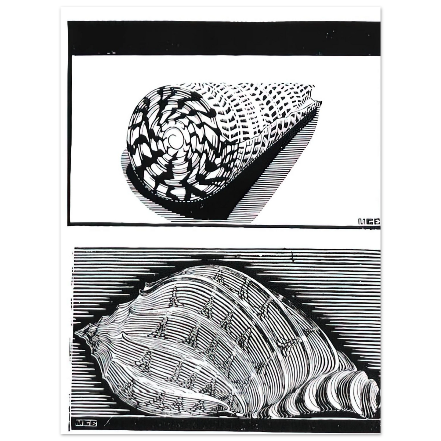 MC Escher - SEA SHELLS Wall Art - 21x29.7 cm / 8x12" - Premium Wooden Framed Poster With Fine Art Paper - Wood frame