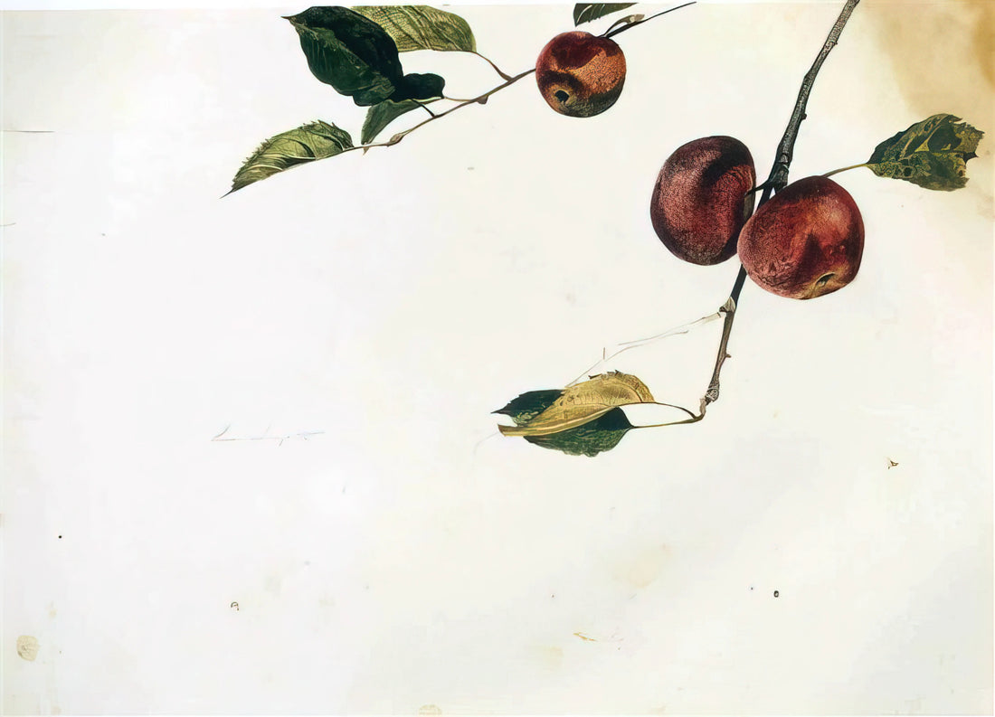 Andrew Wyeth Paintings Cost: A Collector's Guide to Value, Authenticity & Investment - APPLES ON A BOUGH STUDY BEFORE PICKING by Andrew Wyeth