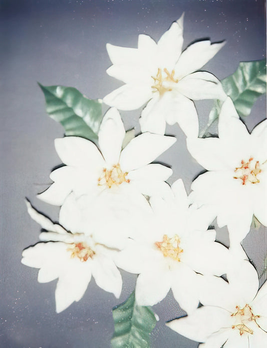 Andy Warhol Mick Jagger Screenprint: The Iconic Fusion of Rock and Pop Art - Christmas Poinsettias-White by Andy Warhol