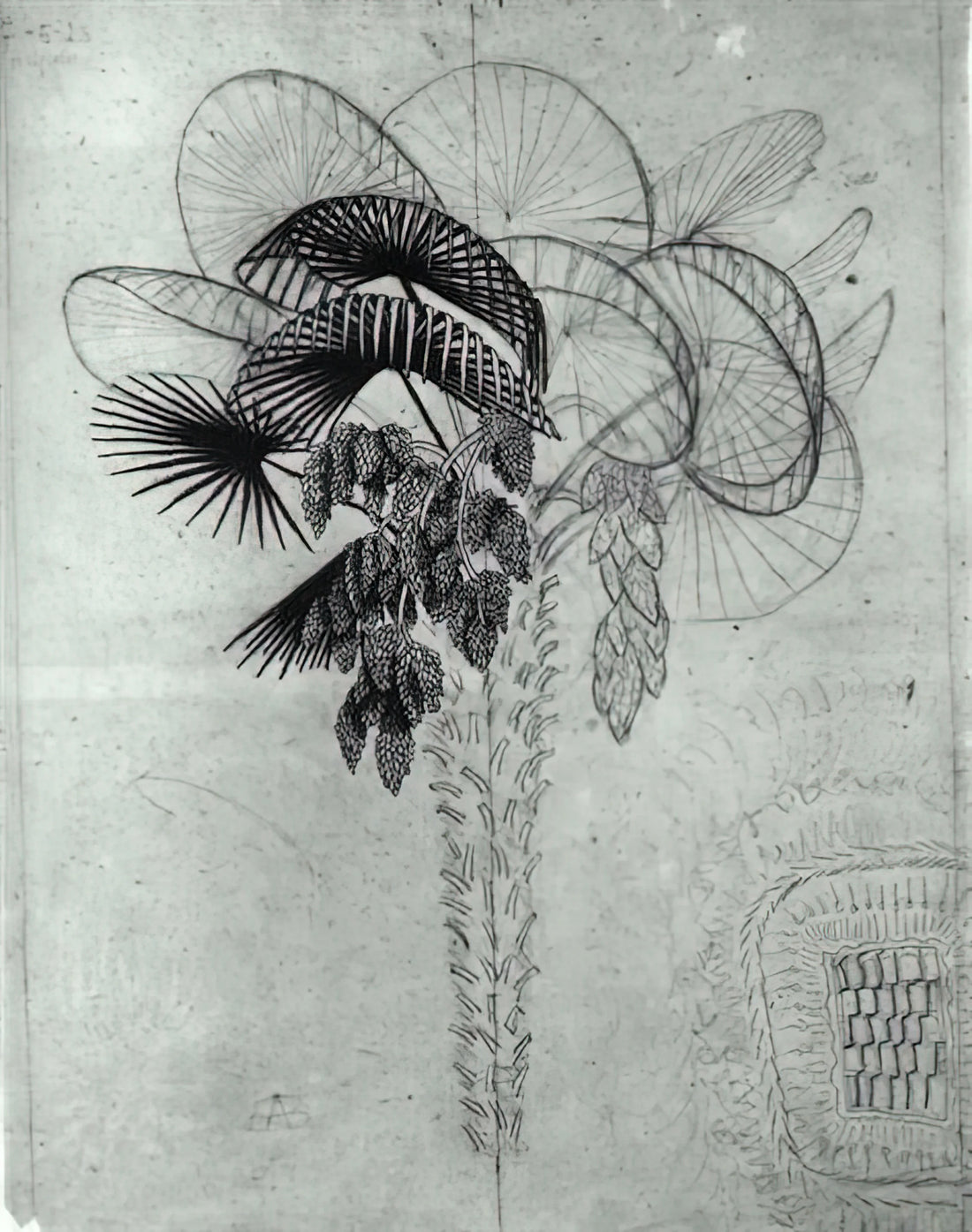 M.C. Escher Famous Paintings: A Journey Through Impossible Worlds and Mathematical Art - PALM TREE SKETCH by MC Escher