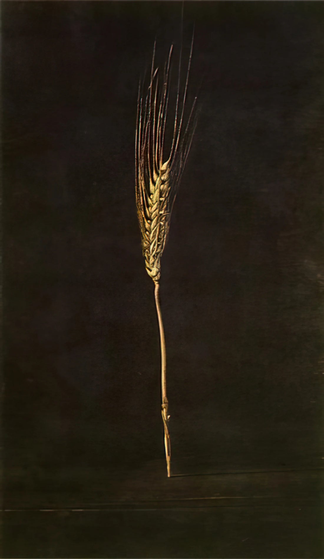 Taschen Salvador Dalí: The Definitive Guide to the Master of Surrealism - WHEAT EAR by Salvador Dali