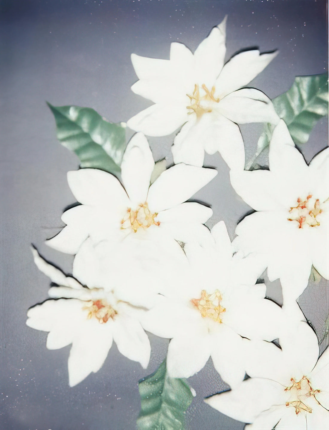 The Beatles Andy Warhol Poster: Pop Art's Iconic Intersection of Music and Visual Culture - Christmas Poinsettias-White by Andy Warhol