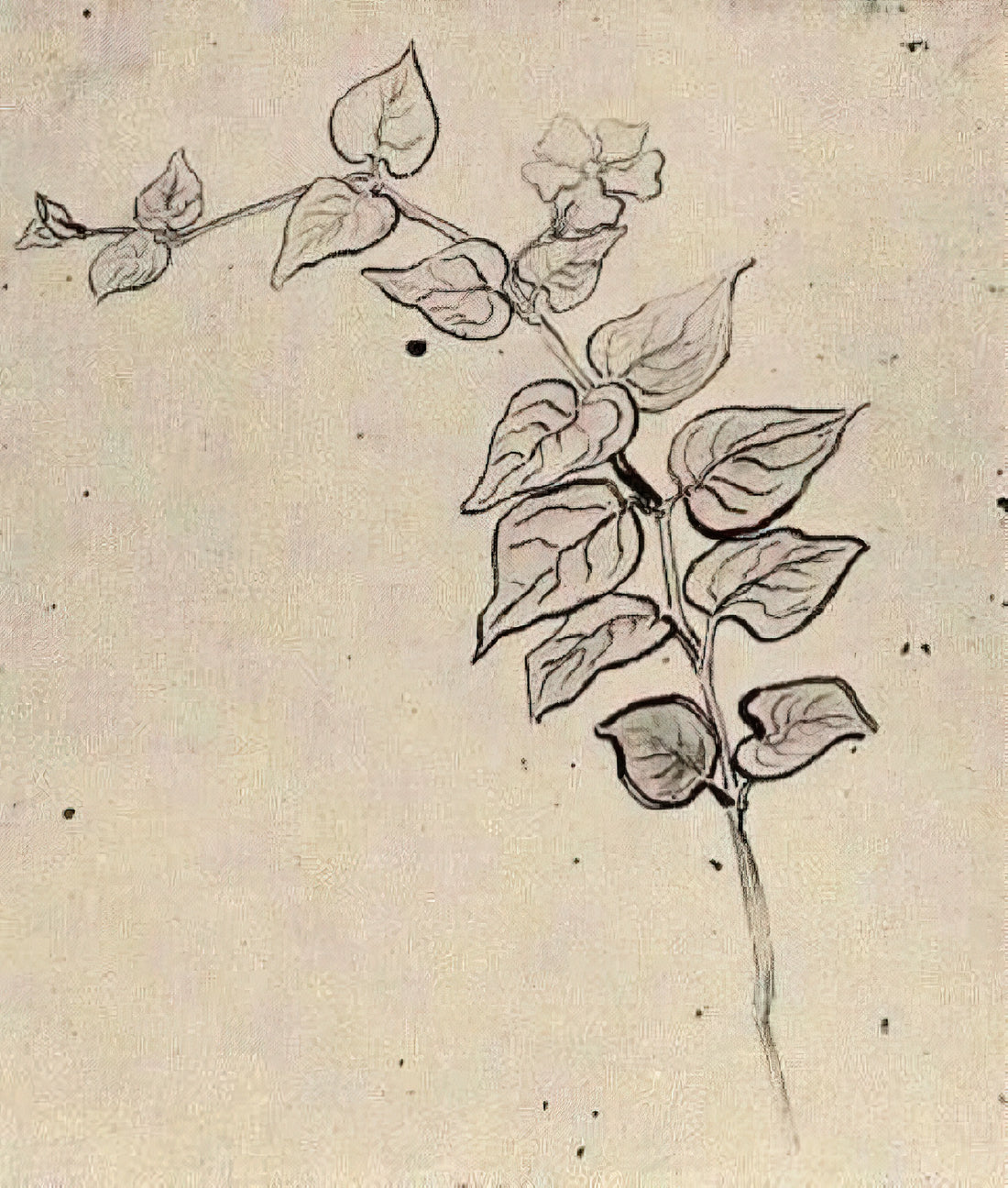 Van Gogh Early Work: The Formative Years of a Revolutionary Artist - Branch with Leaves by Vincent van Gogh