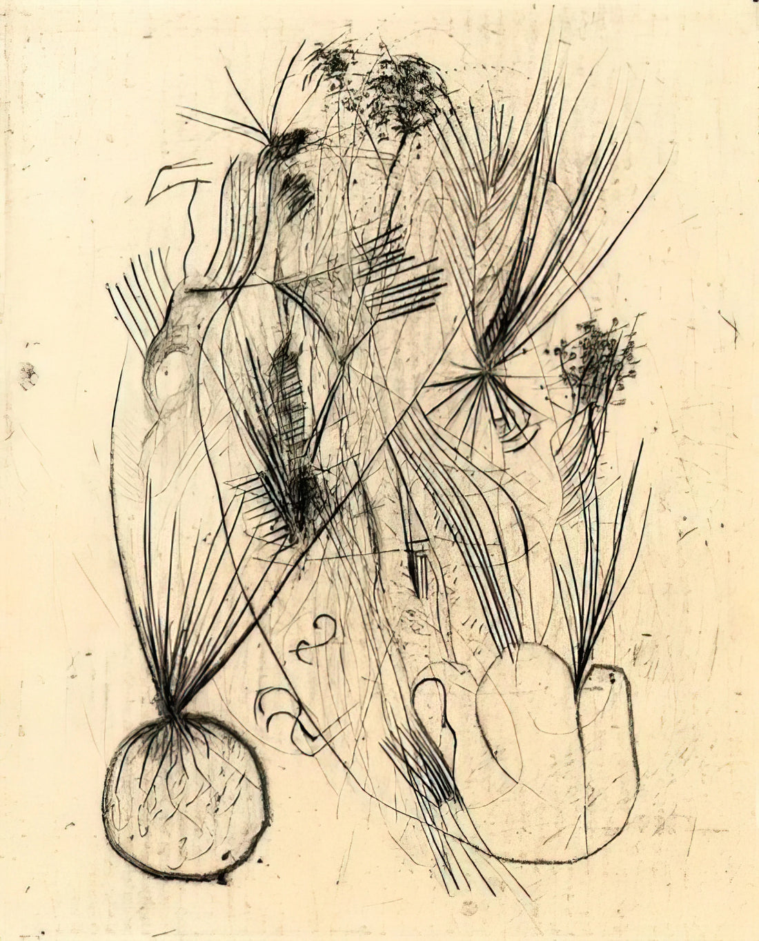 Wols Canvas: The Unseen World of a Visionary Artist - Planta tuberosa - Surrealism by Wols