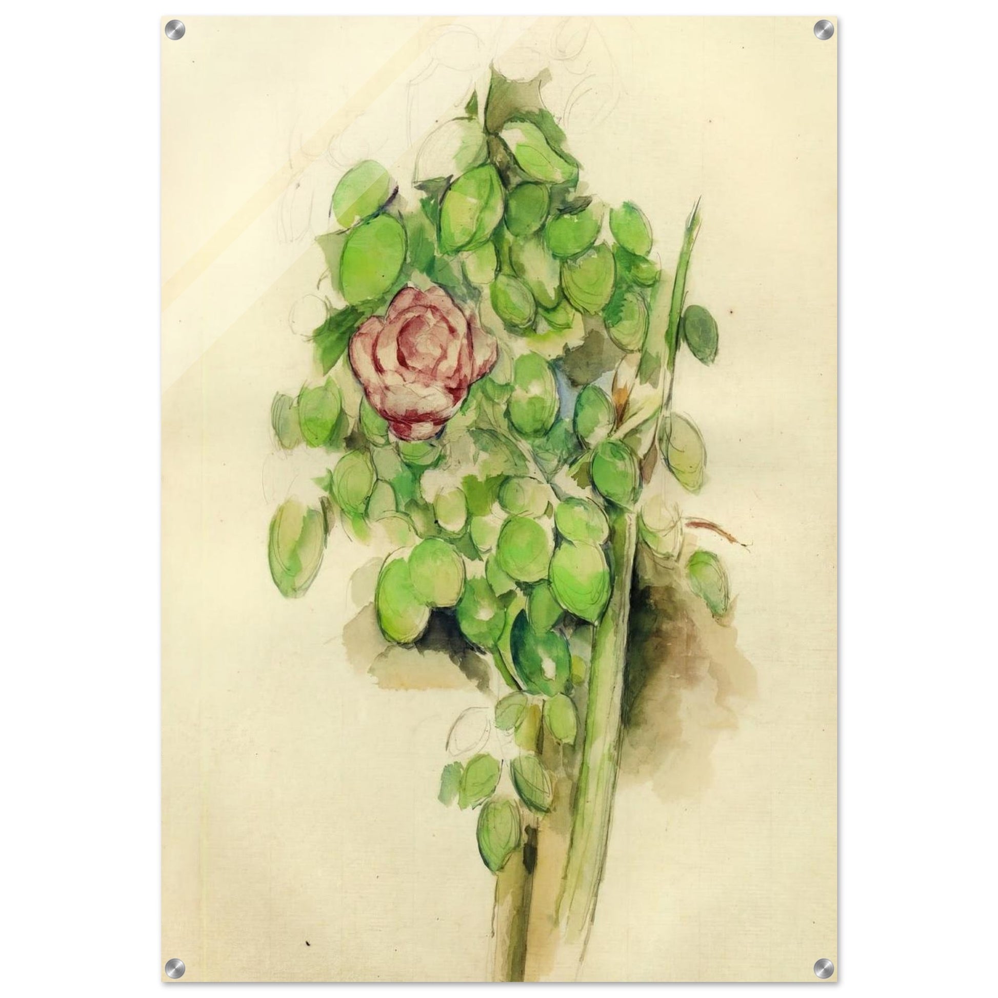 Rose Bush - Paul Cézanne Acrylic Print - 70x100 cm / 28x40″ inches
