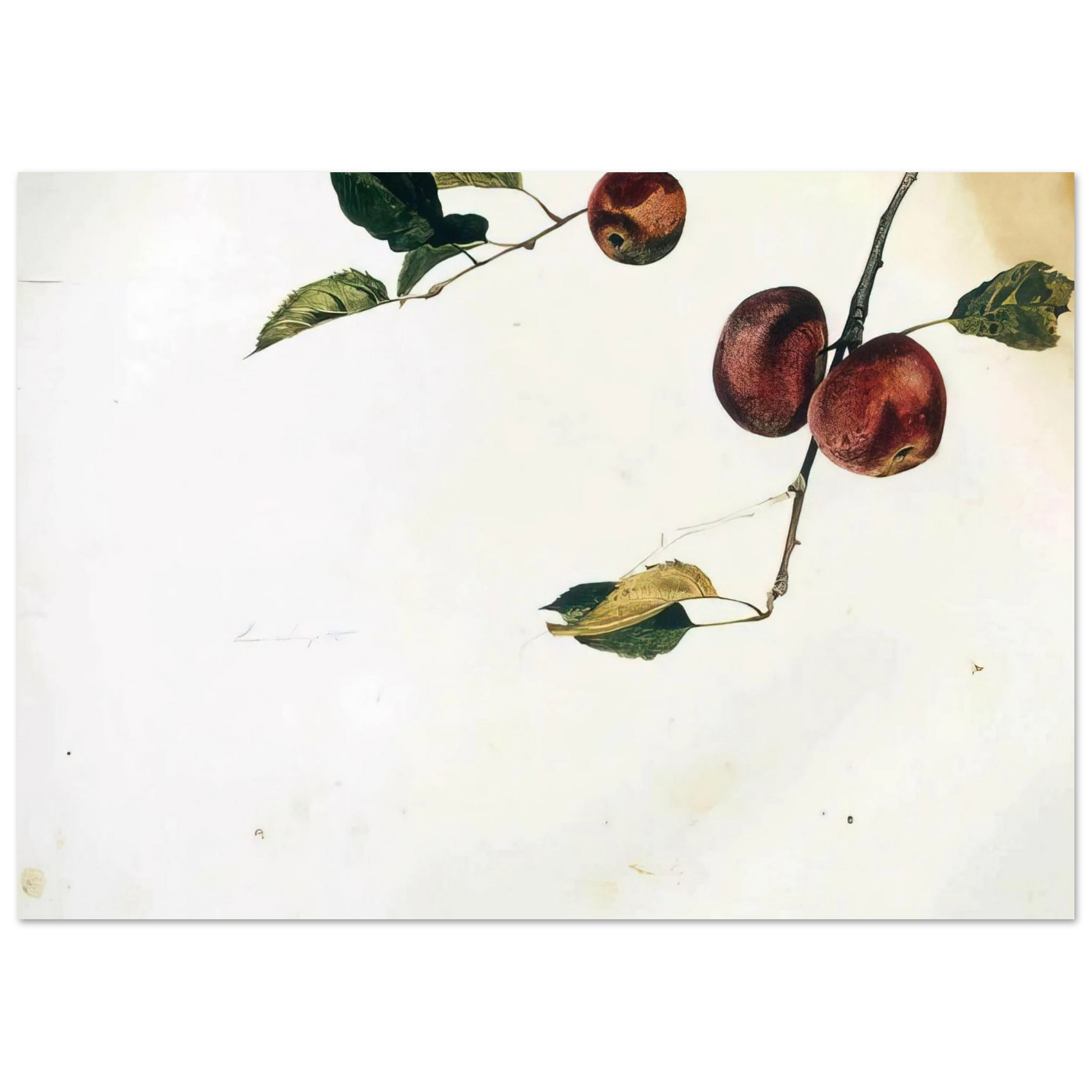 Andrew Wyeth - APPLES ON A BOUGH STUDY BEFORE PICKING Wall Art - 30x40 cm / 12x16 inches - Premium Wooden Framed Poster With Fine Art Paper - White frame
