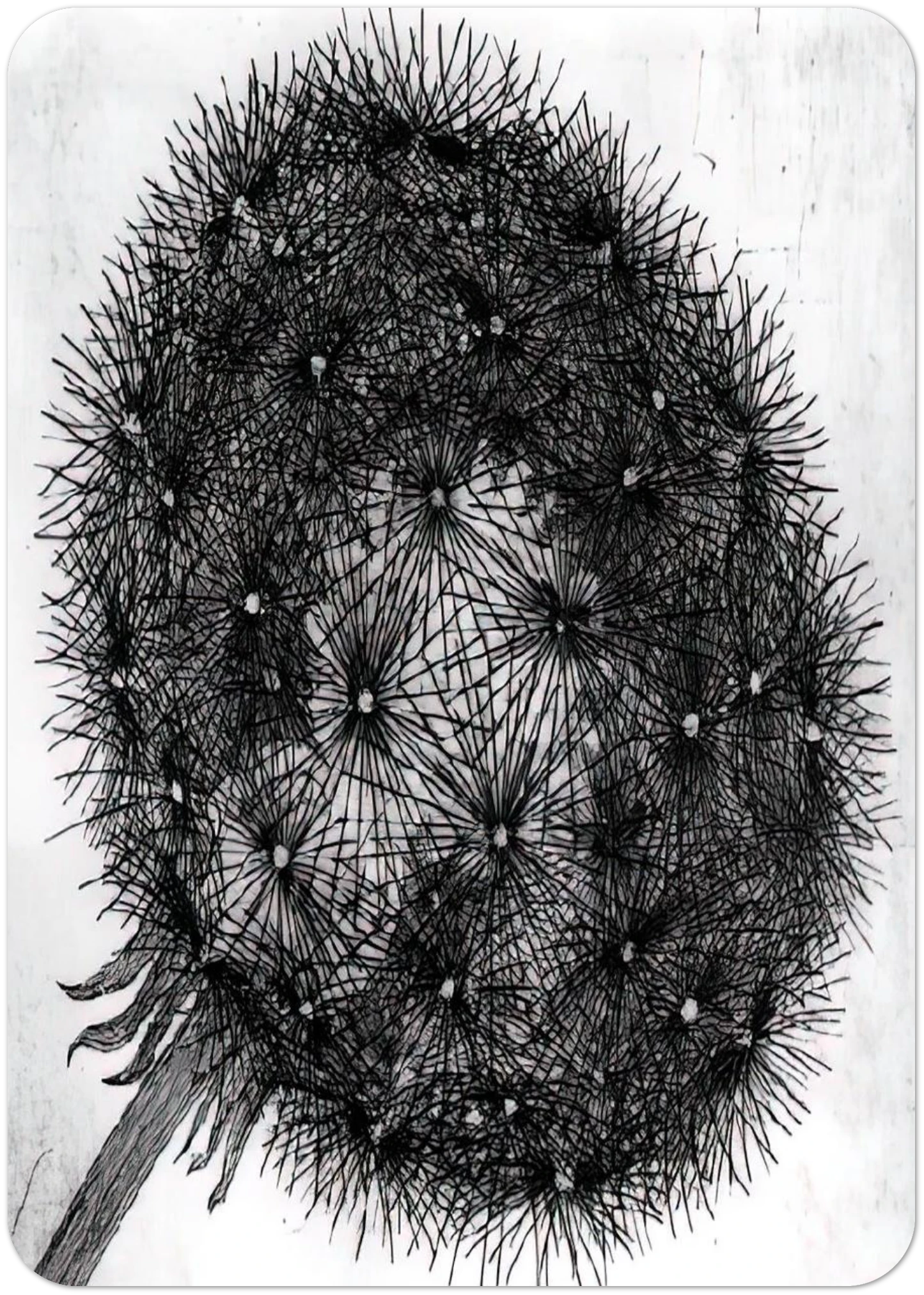 BLOWBALL I By MC Escher Pack of 10 Post Cards | MC Escher Post Cards | A6 (10.5 x 14.8 cm) - 4.1 x 5.8 inches