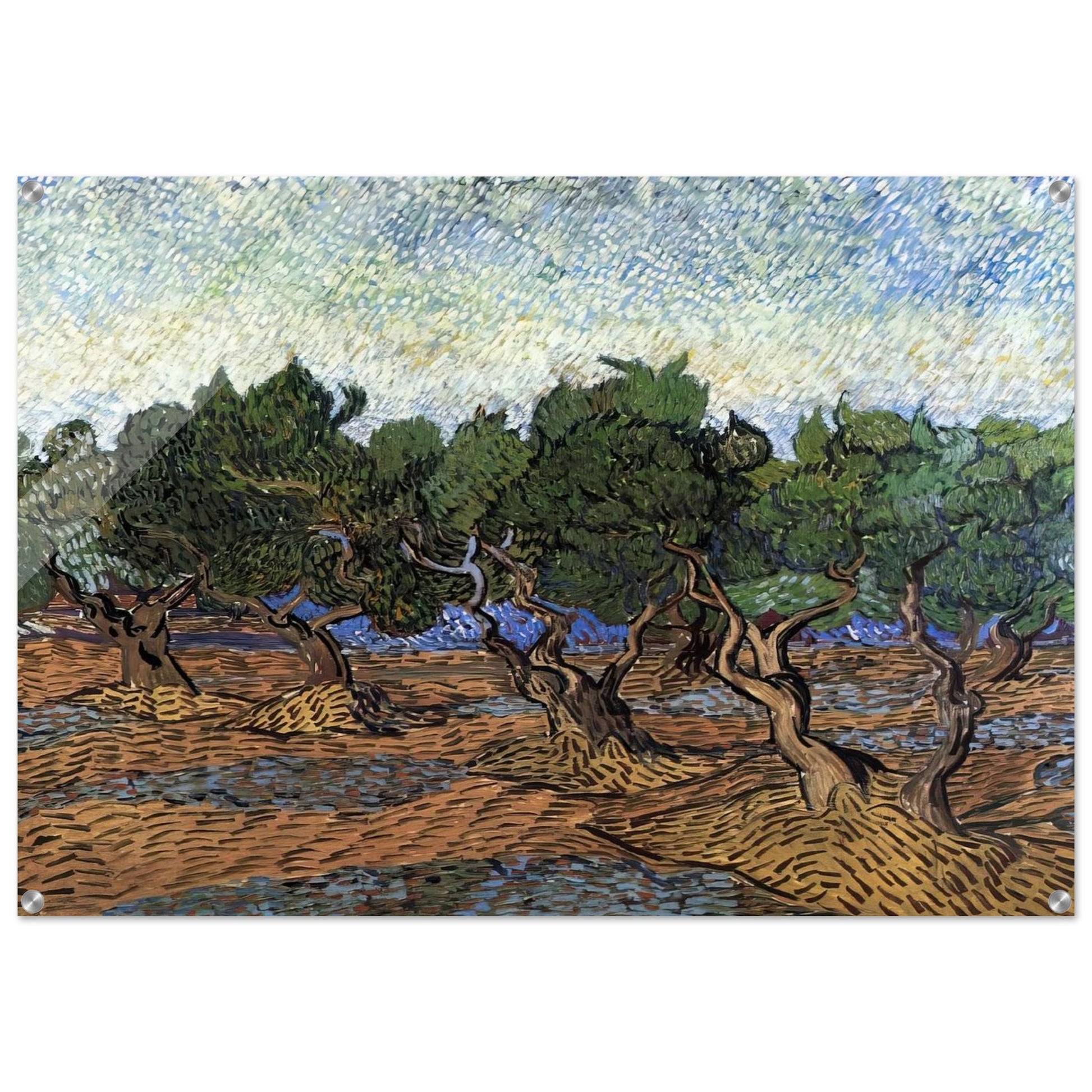 Olive Grove - Vincent van Gogh Acrylic Print - 70x100 cm / 28x40″ inches