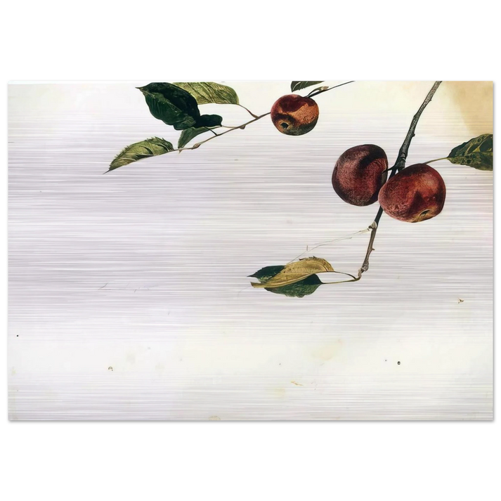 APPLES ON A BOUGH STUDY BEFORE PICKING - Andrew Wyeth Brushed Aluminum Print - 70x100 cm / 28x40 inches | Andrew Wyeth Aluminum Print | Andrew Wyeth Prints