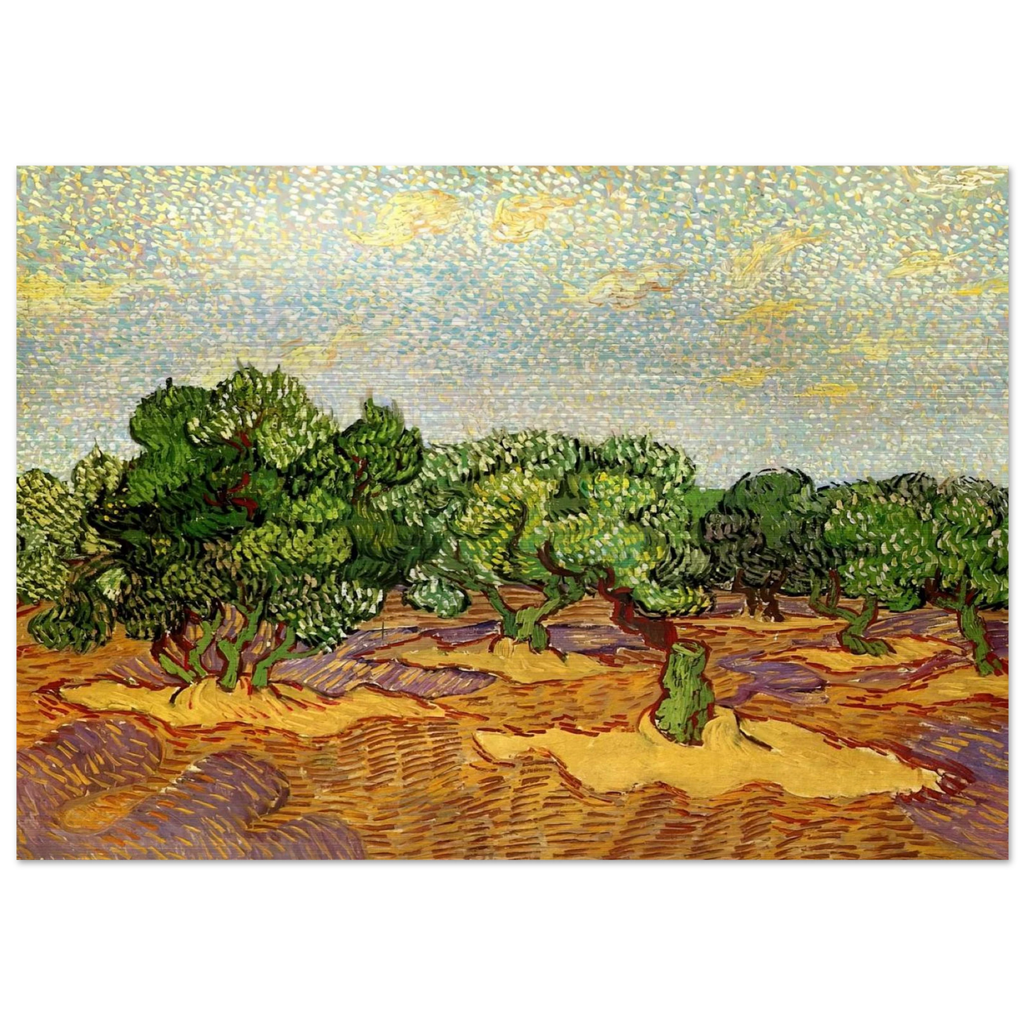 Olive Grove - Pale Blue Sky - Vincent van Gogh Brushed Aluminum Print - 70x100 cm / 28x40 inches | Vincent van Gogh Aluminum Print | Vincent van Gogh Prints