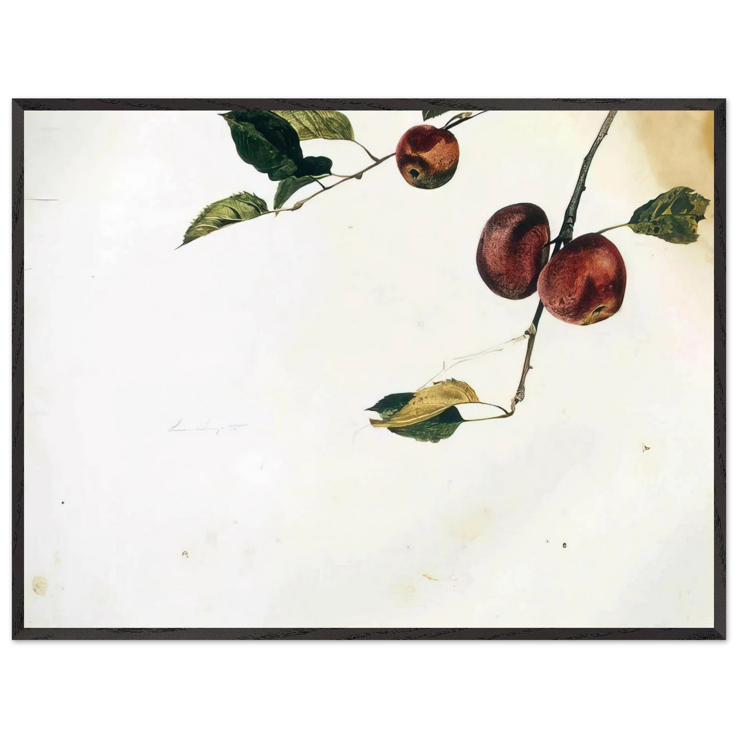 Andrew Wyeth - APPLES ON A BOUGH STUDY BEFORE PICKING Wall Art - 30x40 cm / 12x16 inches - Fine Art Poster - -