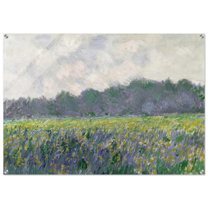 Field of Yellow Irises at Giverny - claude monet Acrylic Print - 70x100 cm / 28x40″ inches
