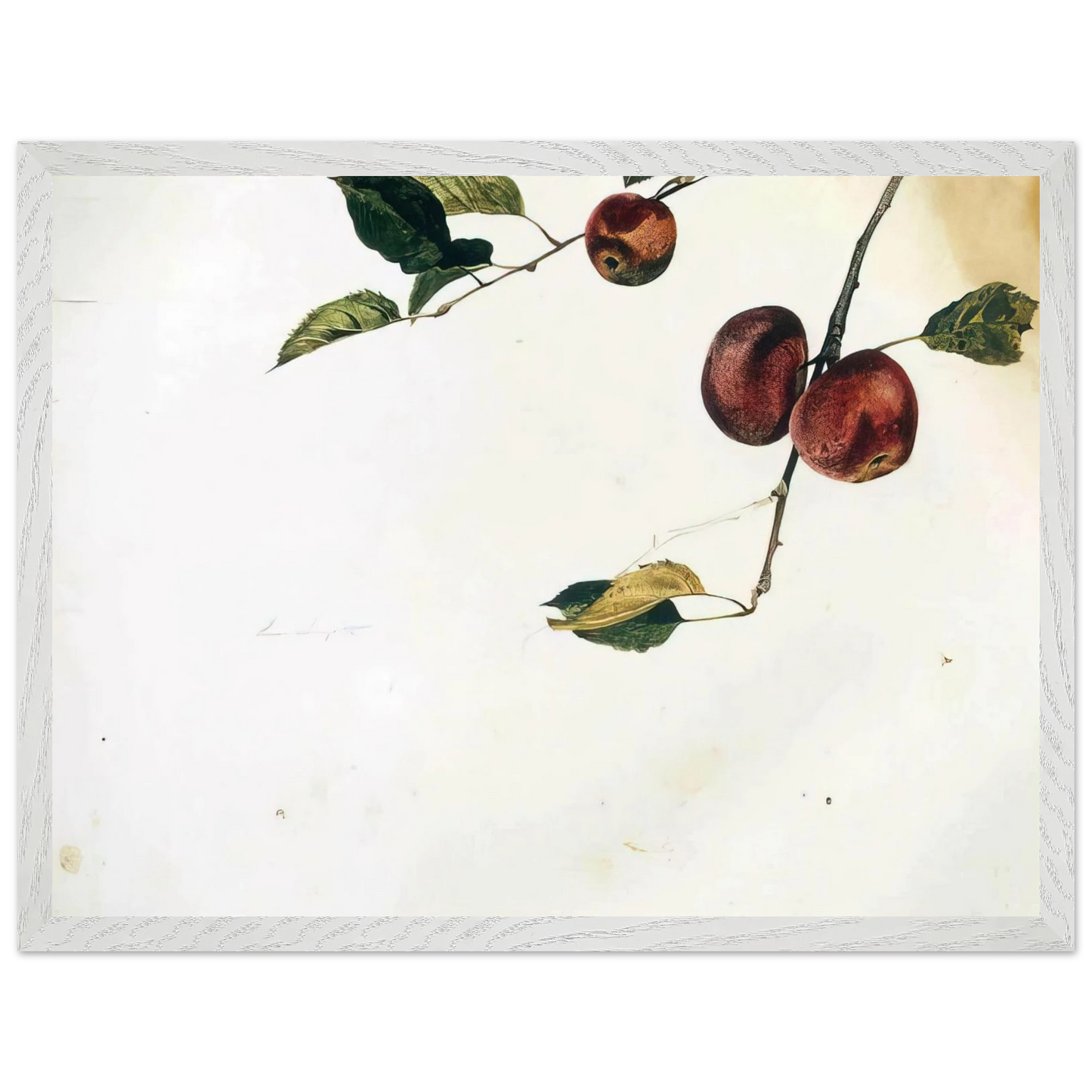 Andrew Wyeth - APPLES ON A BOUGH STUDY BEFORE PICKING Wall Art - 60x80 cm / 24x32 inches - Premium Wooden Framed Poster With Fine Art Paper - Wood frame