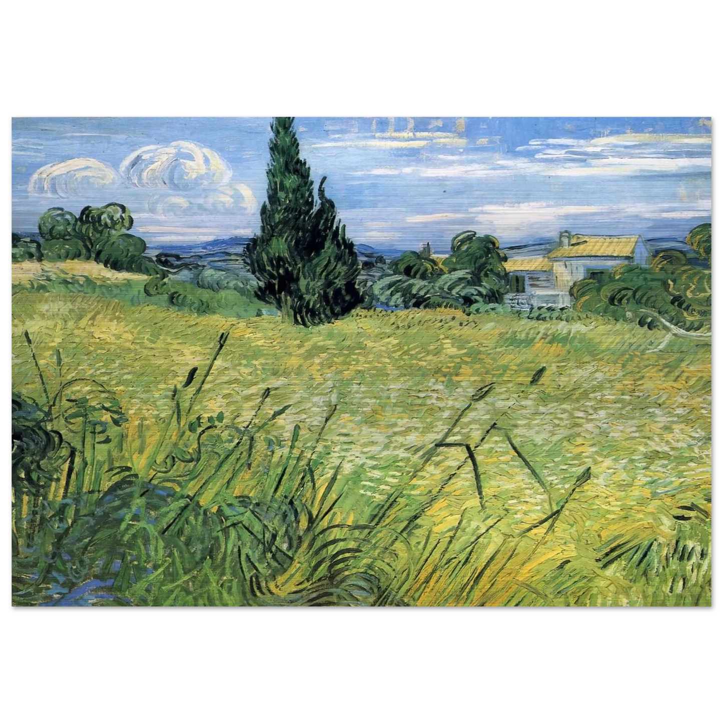 Green Wheat Field with Cypress - Vincent van Gogh Brushed Aluminum Print - 70x100 cm / 28x40 inches | Vincent van Gogh Aluminum Print | Vincent van Gogh Prints