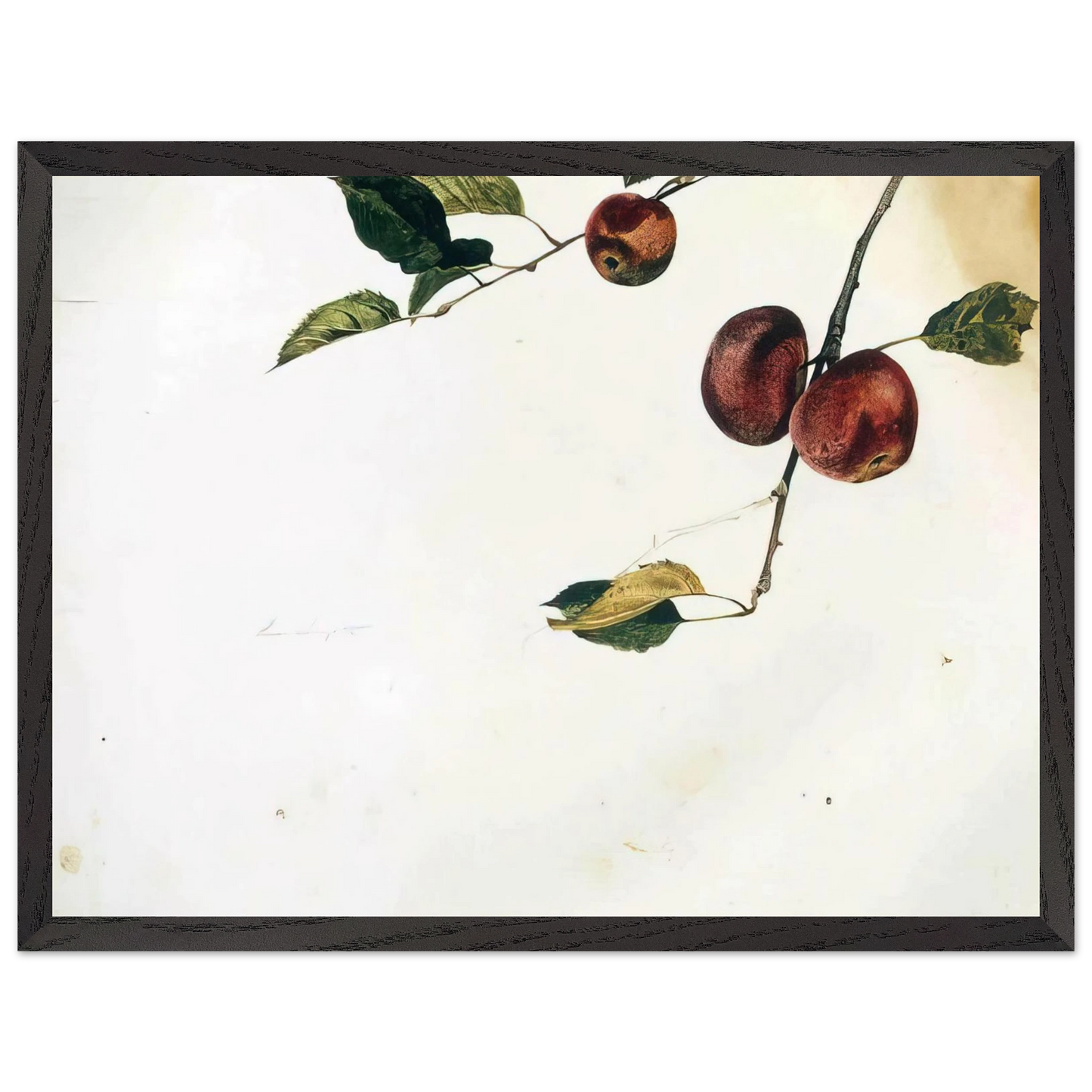 Andrew Wyeth - APPLES ON A BOUGH STUDY BEFORE PICKING Wall Art - 60x80 cm / 24x32 inches - Premium Wooden Framed Poster With Fine Art Paper - White frame