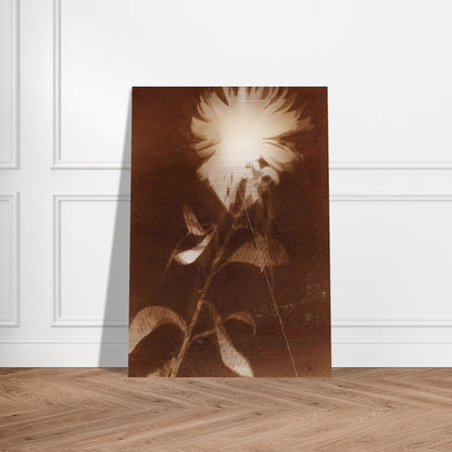 Untitled [flower] - Laszlo Moholy-Nagy Brushed Aluminum Print - 70x100 cm / 28x40 inches | Laszlo Moholy-Nagy Aluminum Print | Laszlo Moholy-Nagy Prints