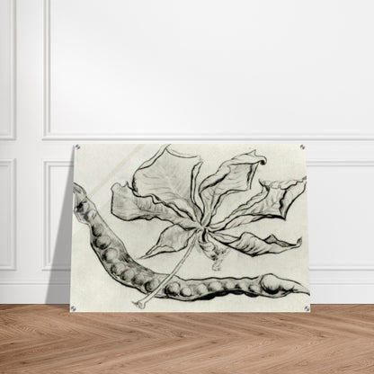 Dead Leaf and Pod - Vincent van Gogh Acrylic Print - 70x100 cm / 28x40″ inches