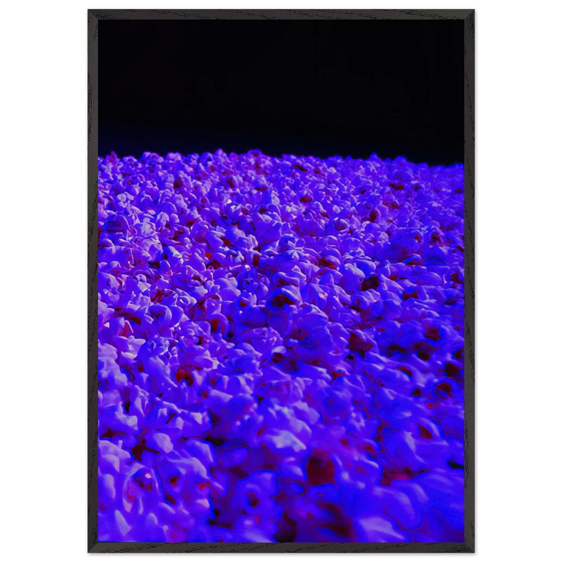 Moon Light - 1995 - Lygia Pape Framed Art Print – Black Wooden Frame - Default Title - -Framed Art Print