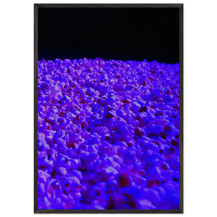 Moon Light - 1995 - Lygia Pape 70x100 cm / 28x40 inches Framed Art Print – Black Wooden Frame