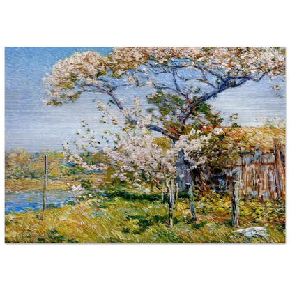Apple Trees in Bloom, Old Lyme - Childe Hassam Brushed Aluminum Print - 70x100 cm / 28x40 inches | Childe Hassam Aluminum Print | Childe Hassam Prints