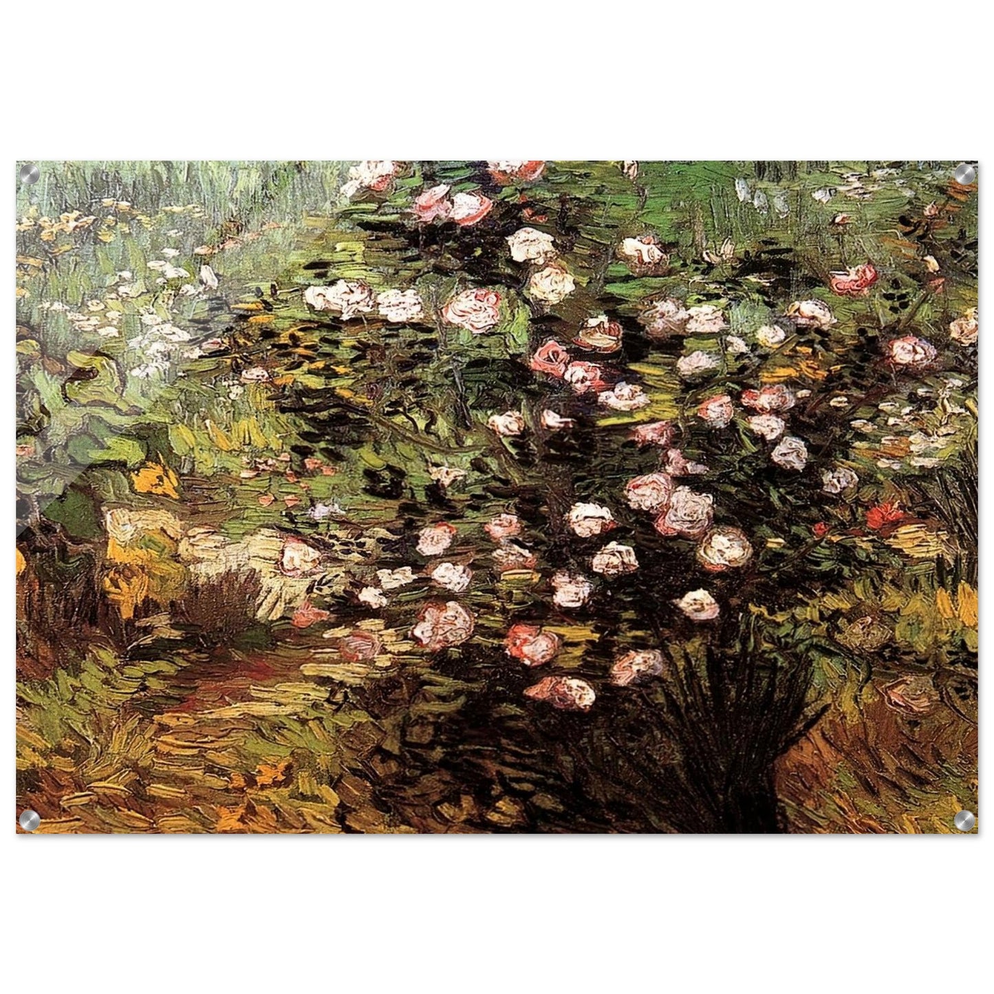 Rosebush in Blossom - Vincent van Gogh Acrylic Print - 70x100 cm / 28x40″ inches | Vincent van Gogh Wall Art | Vincent van Gogh Prints